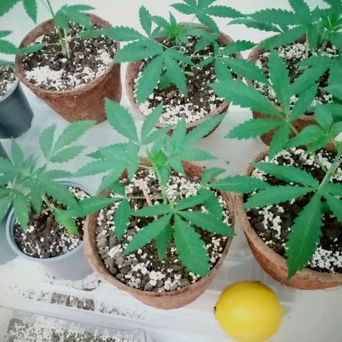 Girl Scouts Round 1 growlog photo: Lemon for scale. Time for moving to larger (10L) pots.