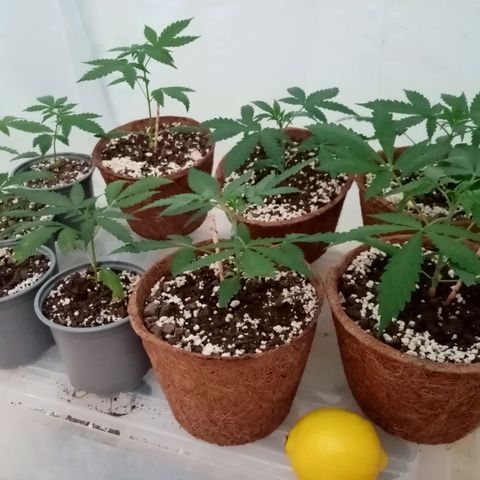 Girl Scouts Round 1 growlog photo: Lemon for scale. Time for moving to larger (10L) pots.