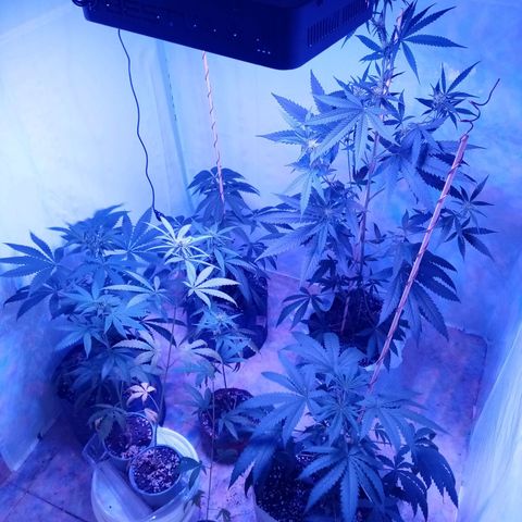 Girl Scouts Round 1 growlog photo: Haven't been posting for a while but here's an update. The one that had a 1m copper antenna grew 2 times the size of others. Now I've places two more copper antennas (as seen on picture). These are autoflower but they are gonna be huge.