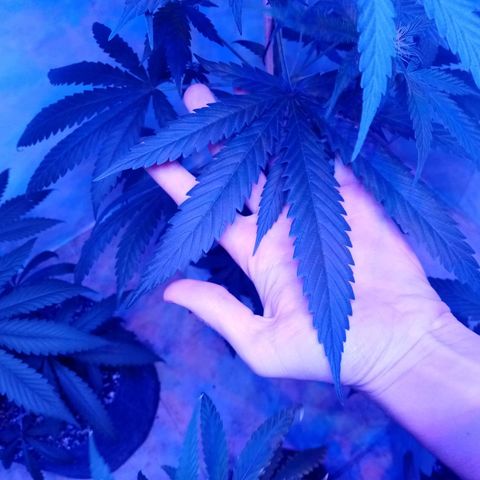 Girl Scouts Round 1 growlog timeline photo