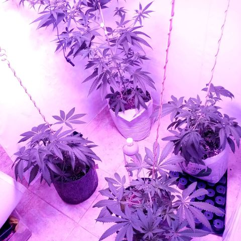 Girl Scouts Round 1 growlog photo: Done LST on three smaller ones and broke the big one on accident, but fixed it up. Switched from bio grow food to bio bloom. Switched lights from 24h of veg to 24h of veg+bloom (max light). A lot of flowers already firmed on big one, small ones are yet to flower. Reminder: the big one is double the size of small ones because it was the only plant with a 1m copper antenna placed in the soil. Now all four have those same antennas, and I expect huge yields.