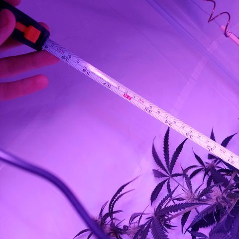 Girl Scouts Round 1 growlog photo: Girl Scout Cookies Auto should reach 60-100cm, but mine is over 90cm (when pulled upright) already, and should grow for another 2-3 weeks. Copper antennas work fantastic. 