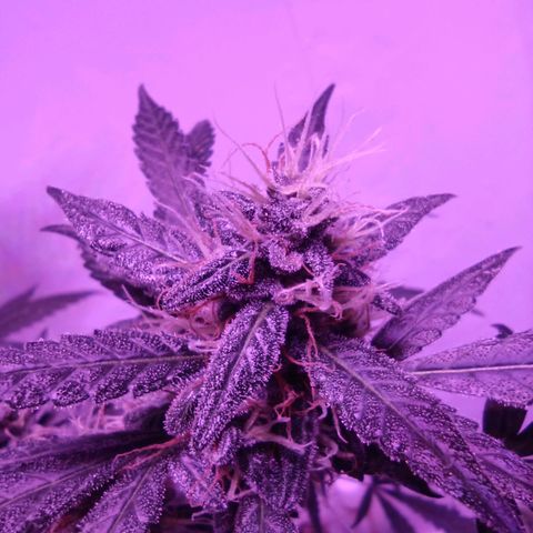 Girl Scouts Round 1 growlog photo: Big one deep into flowering. About two weeks till harvest. Smaller ones growing good, just started flowering. Will be finished in a month probably.