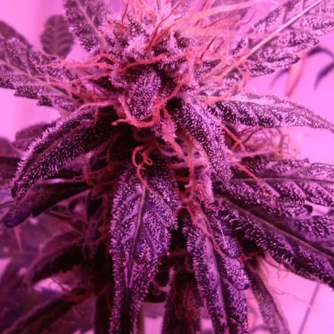 Girl Scouts Round 1 growlog timeline photo