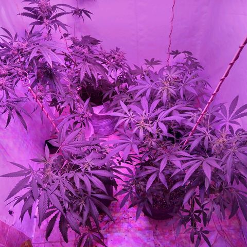 Girl Scouts Round 1 growlog timeline photo