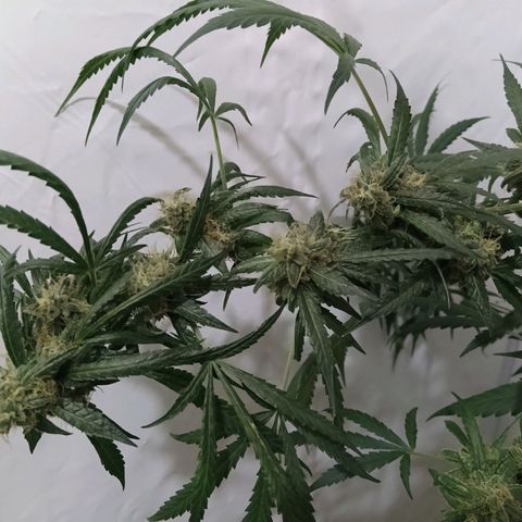 Girl Scouts Round 1 growlog timeline photo