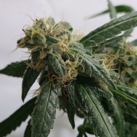 Girl Scouts Round 1 growlog timeline photo