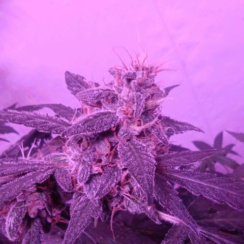 Girl Scouts Round 1 growlog timeline photo