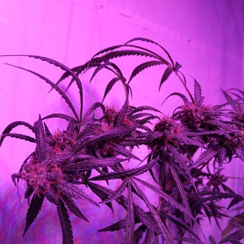 Girl Scouts Round 1 growlog timeline photo