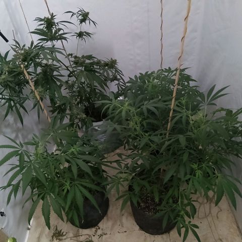 Girl Scouts Round 1 growlog timeline photo