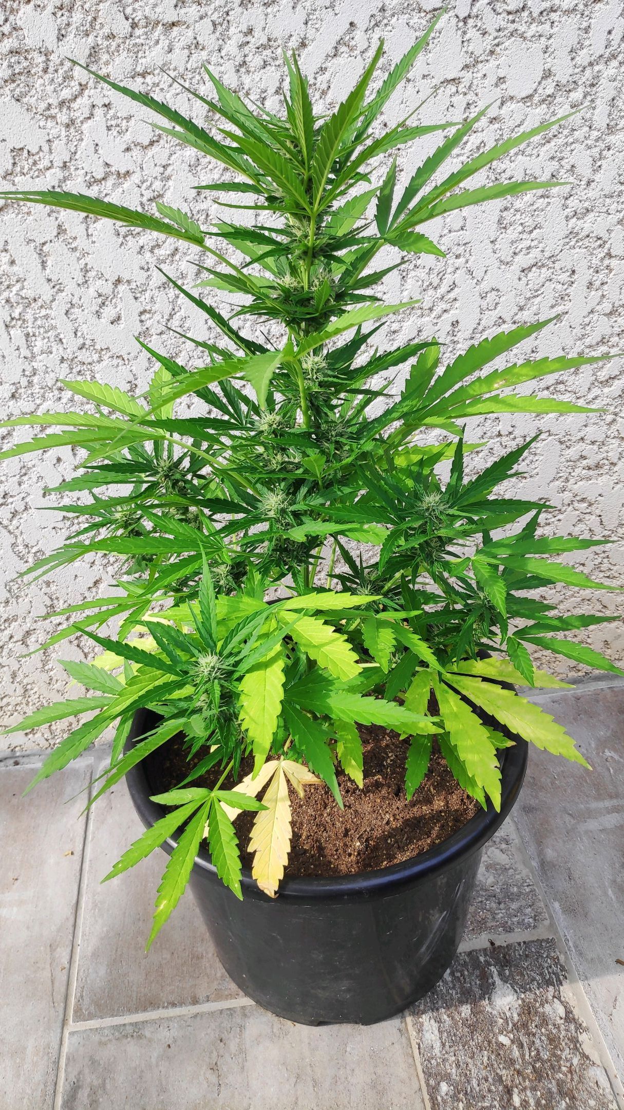 Jeannette growlog header