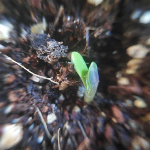 Jeannette growlog photo