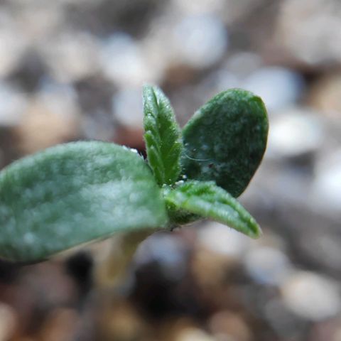 Jeannette growlog photo
