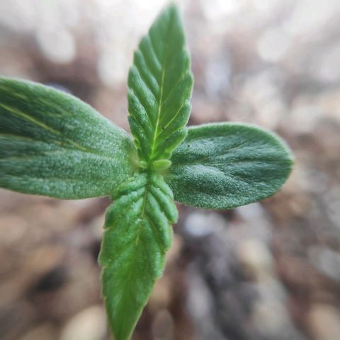 Jeannette growlog photo