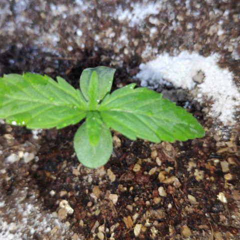 Jeannette growlog photo