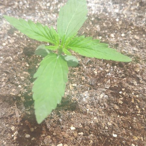 Jeannette growlog photo