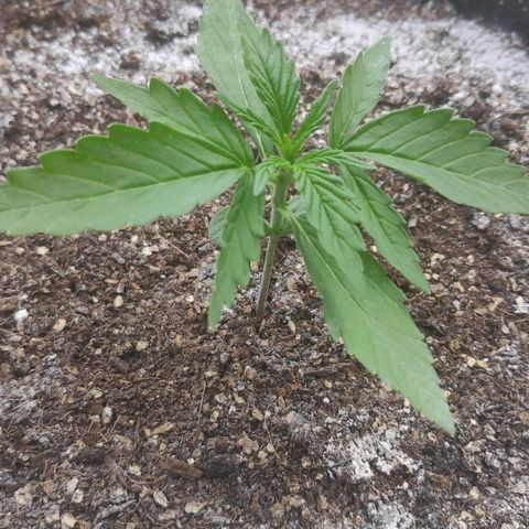 Jeannette growlog timeline photo
