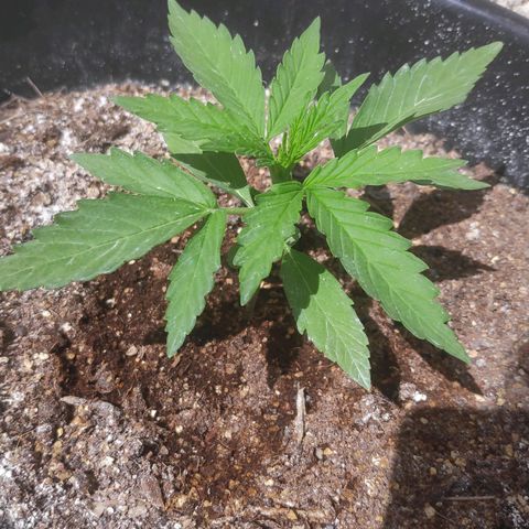 Jeannette growlog timeline photo