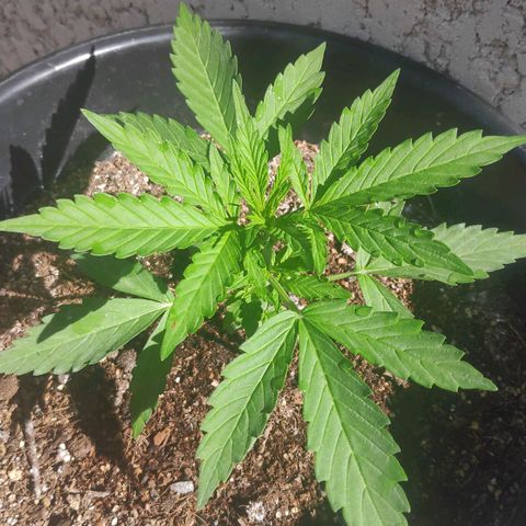 Jeannette growlog timeline photo