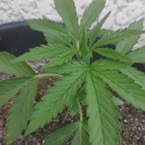 Jeannette growlog timeline photo