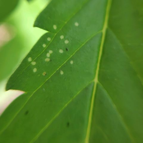 Jeannette growlog photo: Des traces de thrips. J'en ai vu 3 ou 4. Pulvérisation au savon noir. Demain j'irai acheter des pièges adhésifs jaunes.