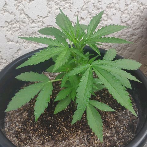 Jeannette growlog timeline photo