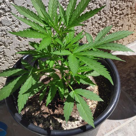Jeannette growlog timeline photo