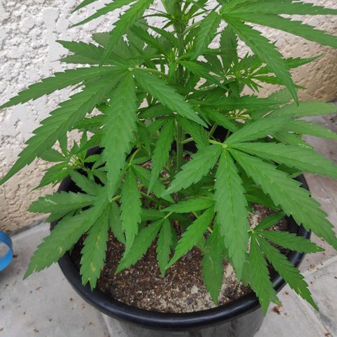 Jeannette growlog timeline photo