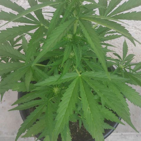 Jeannette growlog timeline photo