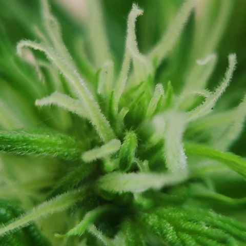 Jeannette growlog photo: Macro
