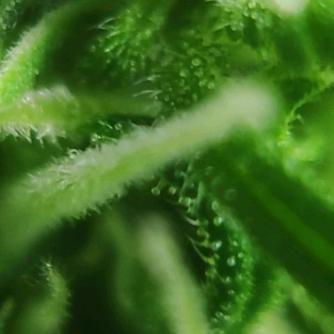 Jeannette growlog timeline photo