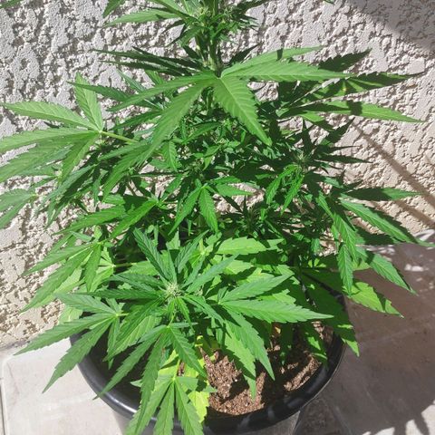 Jeannette growlog timeline photo