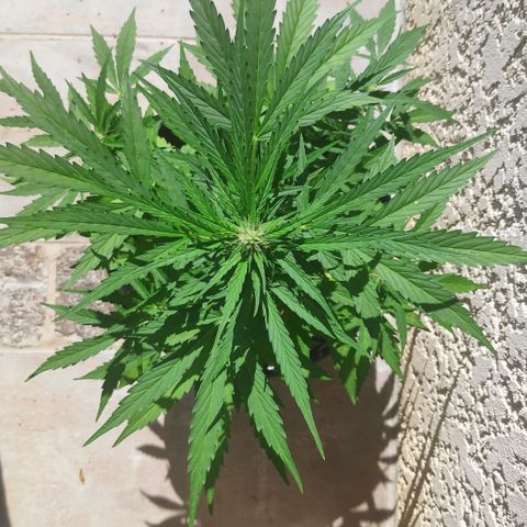 Jeannette growlog timeline photo