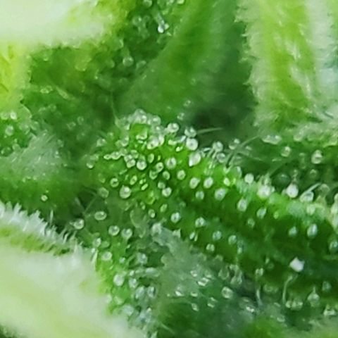 Jeannette growlog photo: Les trichomes deviennent blancs