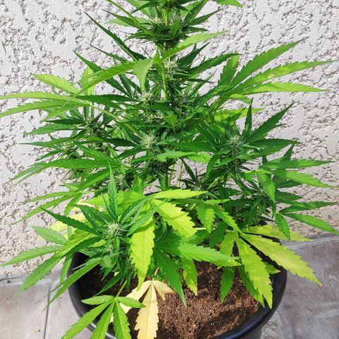 Jeannette growlog in Extérieur