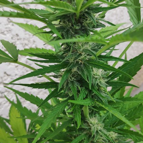 Jeannette growlog timeline photo