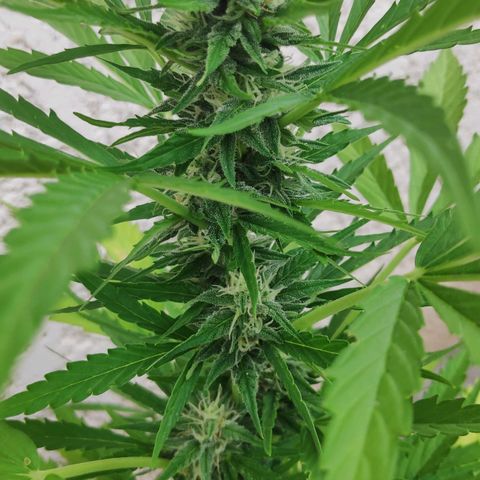 Jeannette growlog timeline photo