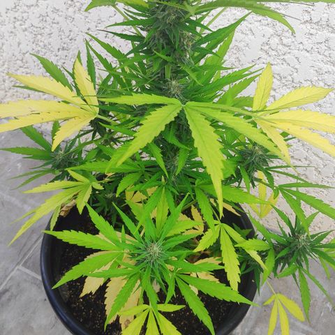 Jeannette growlog timeline photo