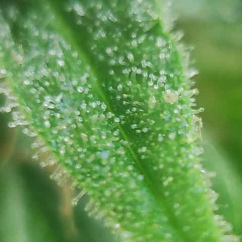 Jeannette growlog timeline photo