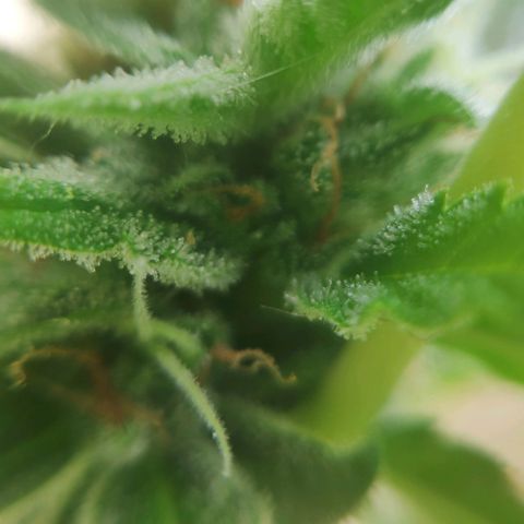 Jeannette growlog timeline photo