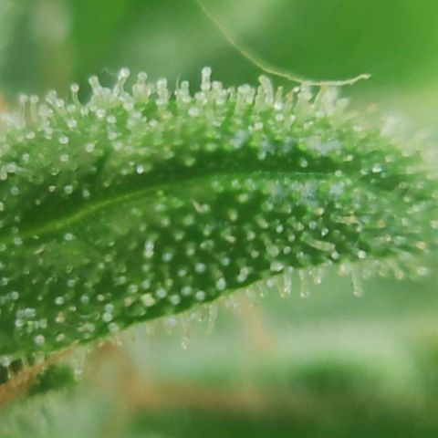 Jeannette growlog timeline photo
