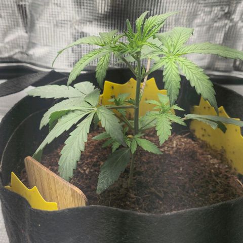 White widow first grow growlog timeline photo