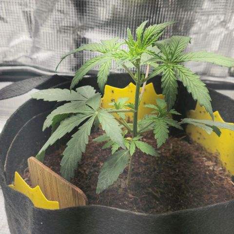 White widow first grow growlog timeline photo