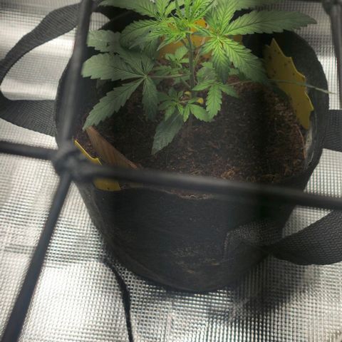 White widow first grow growlog timeline photo