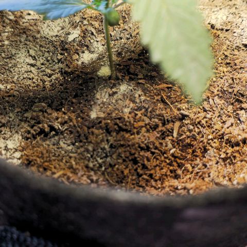 White widow first grow growlog timeline photo