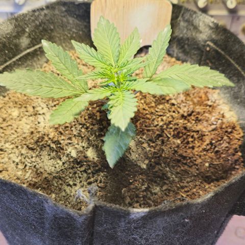 White widow first grow growlog timeline photo