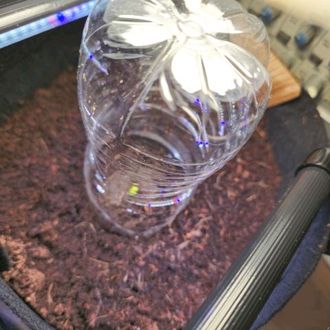 White widow first grow growlog photo: Beginning of seedling stage