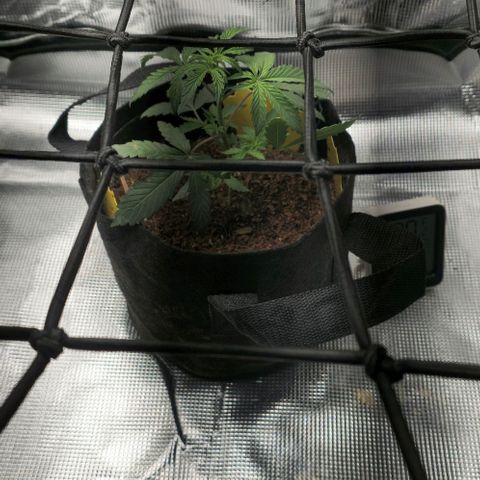 White widow first grow growlog timeline photo