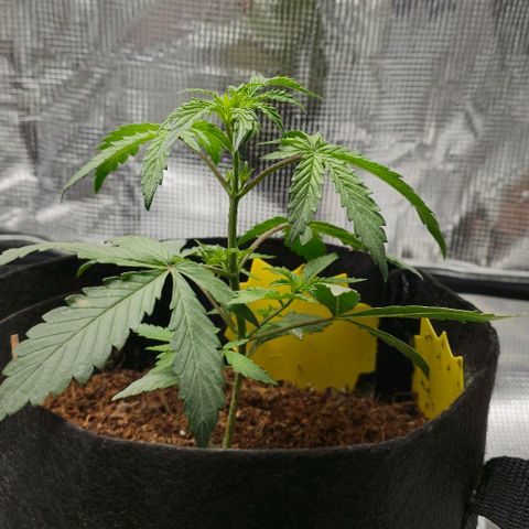 White widow first grow growlog timeline photo