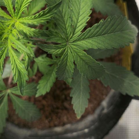 White widow first grow growlog photo: Light adjustment up to 330-360 ppfd 